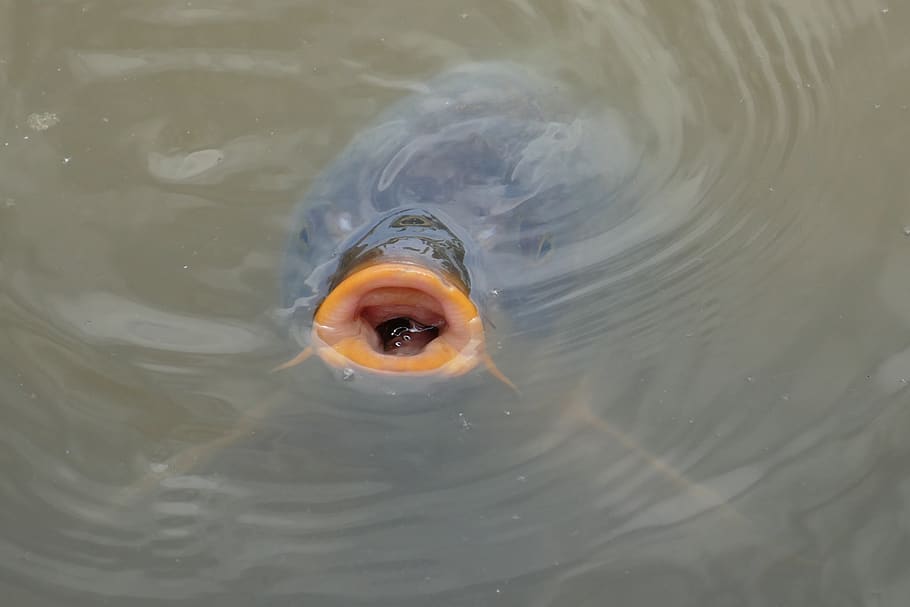 carp, fish, beenvis, babu, gills, water, nature, fauna, swimming HD wallpaper