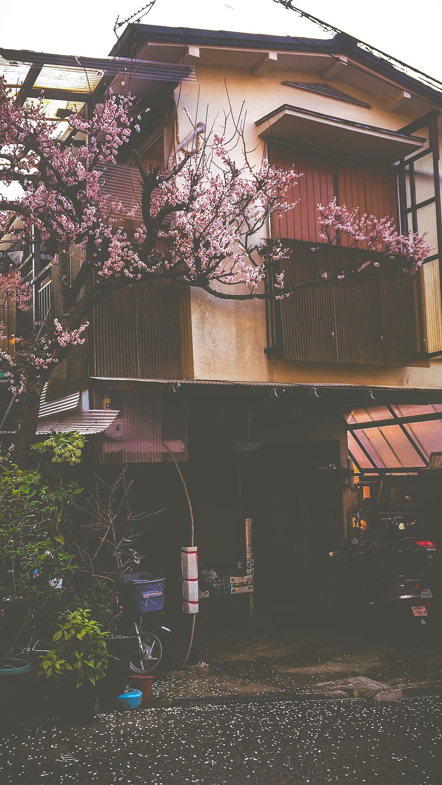 brown concrete house, plant, flower, blossom, outdoors, nature HD wallpaper