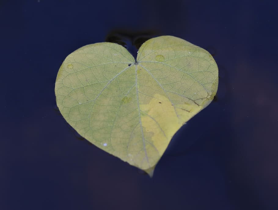 leaf, heart, form, yellow, water, waterline, plant part, nature, HD wallpaper
