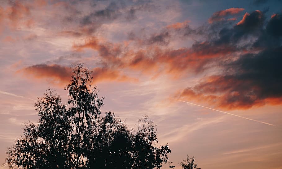 tree, sunset, dusk, evening, sky, skyporn, windy, hot, summer HD wallpaper