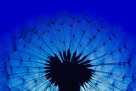 dandelion, macro, dark, blue, close up, seeds, backlighting HD wallpaper