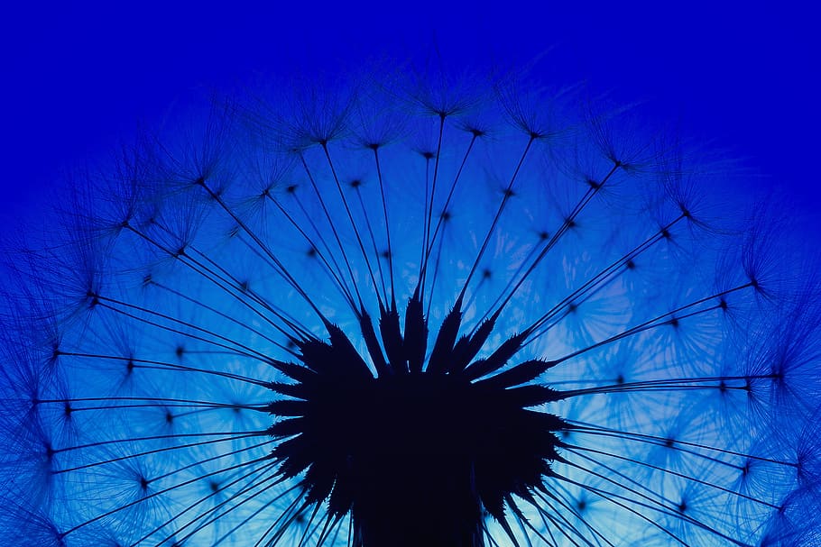 dandelion, macro, dark, blue, close up, seeds, backlighting HD wallpaper