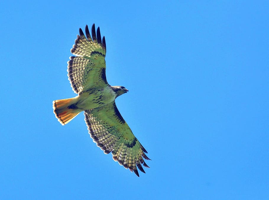 hawk, red, tailed, bird, animal, wild, nature, flying, blue HD wallpaper