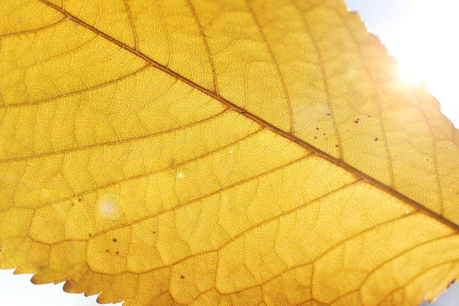 Autumn, beautiful yellow leaf detail, close-up, sunlight, nature HD wallpaper