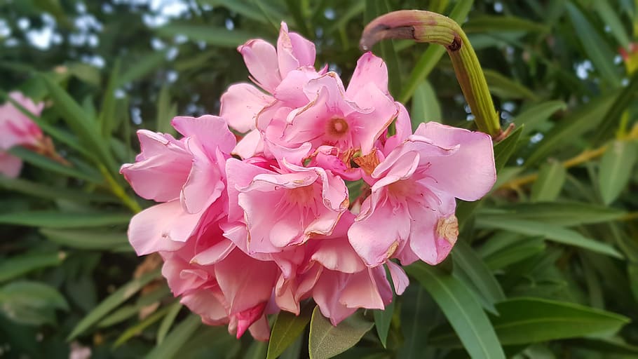 flower, nature, leaf, pink, tree, petal, summer, outside, garden HD wallpaper