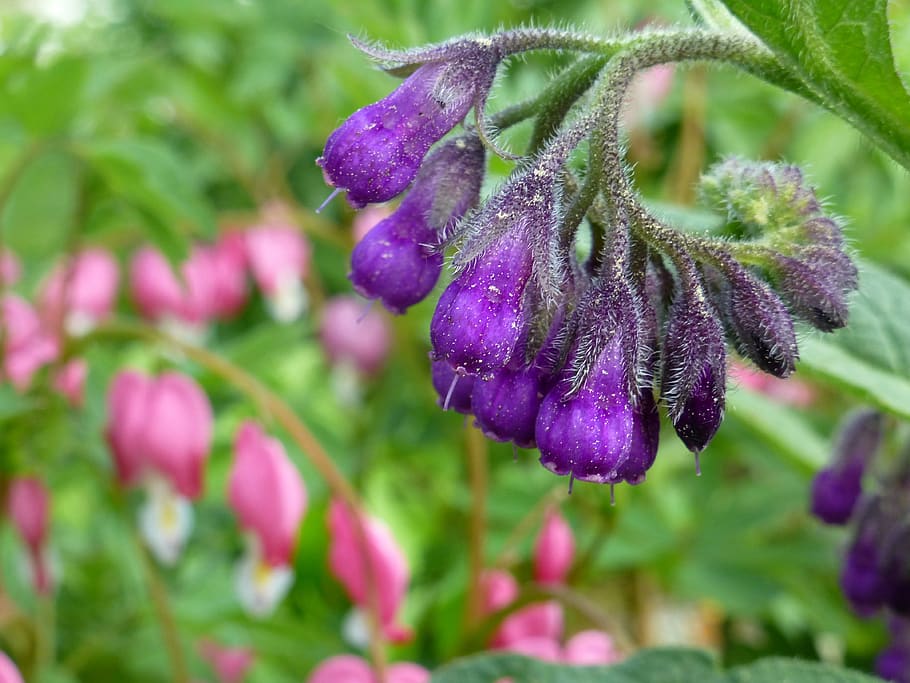 comfrey, symphytum, medicinal plant, purple, growth, flower HD wallpaper
