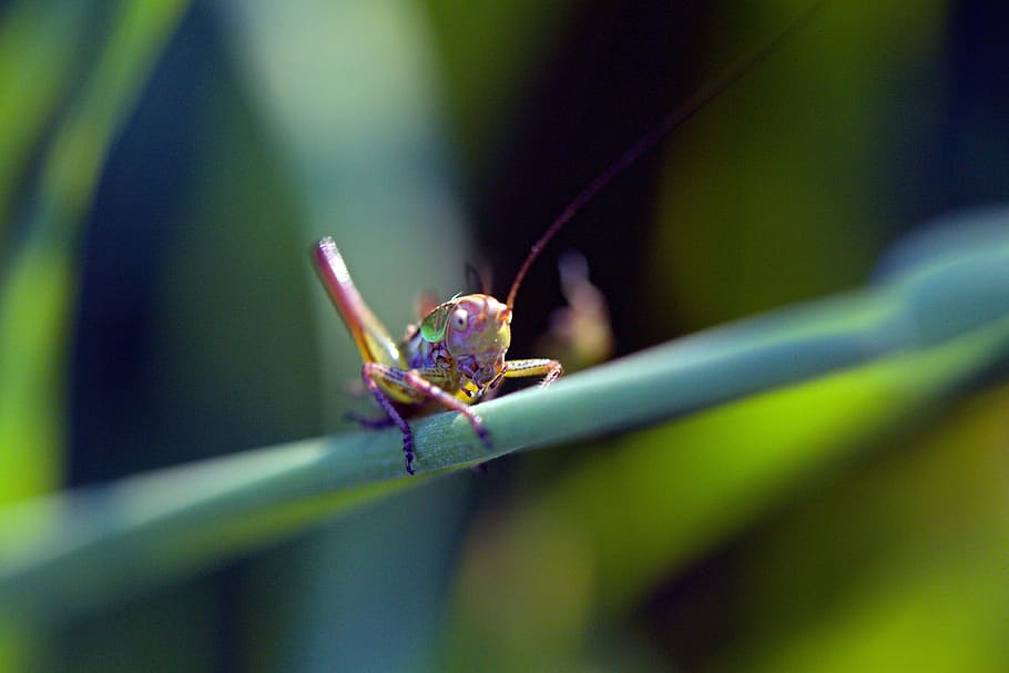 Green Purple Grass Hopper Close Up Photography, close-up, insect HD wallpaper