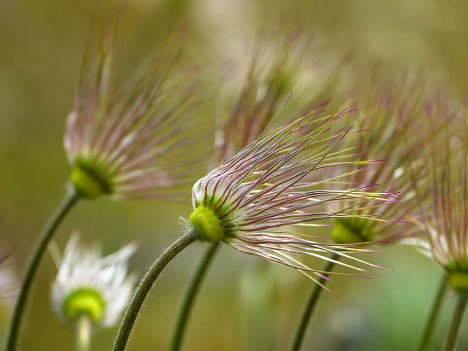 Green Purple Flower, bloom, blossom, close-up, flora, flowers HD wallpaper