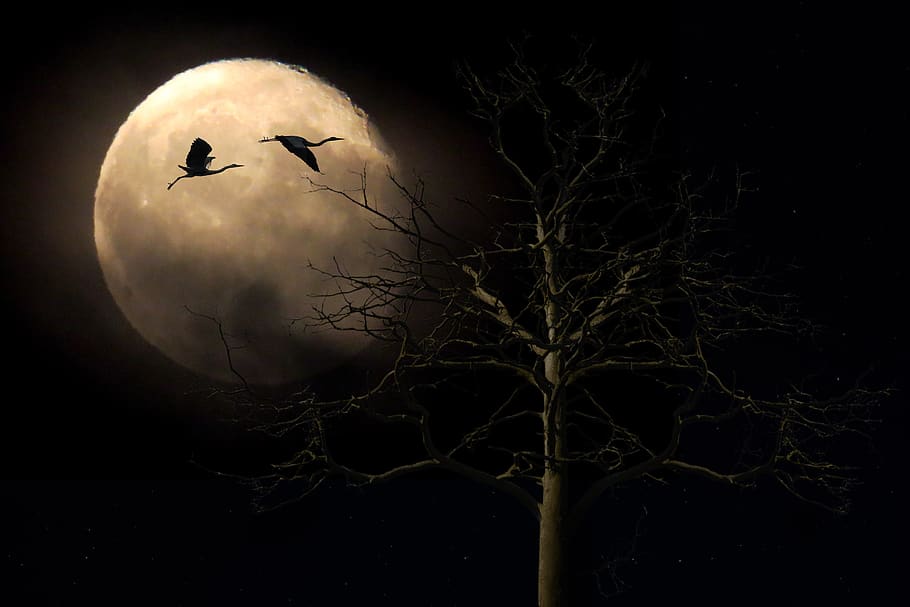 landscape, nature, moon, full moon, tree, bird, heron, mystical, HD wallpaper
