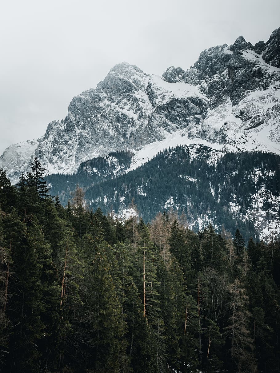 forest and mountains, plant, tree, nature, outdoors, abies, fir HD wallpaper