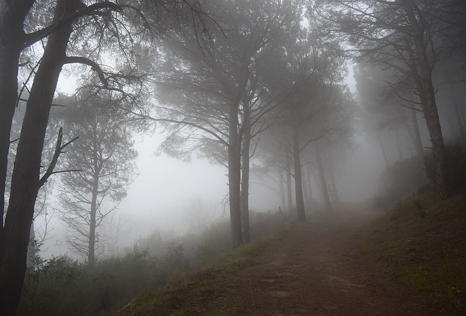 A misty forest path., italy, isola d'elba, fog, tree, beauty in nature HD wallpaper