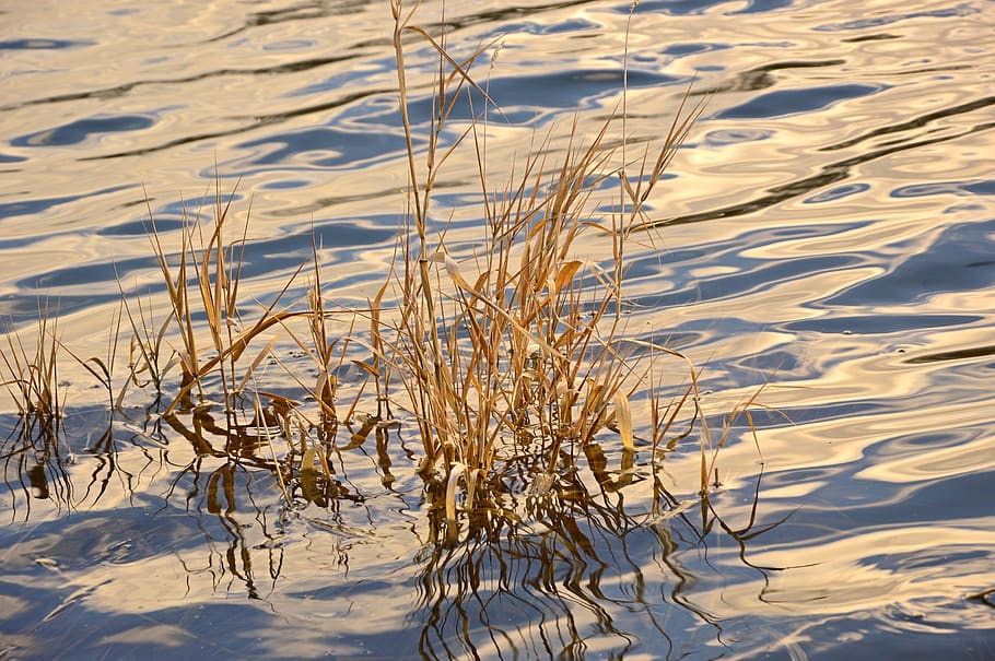 grasses, river, wave, wind, mirroring, reflection, bank, shore bepflanzung HD wallpaper
