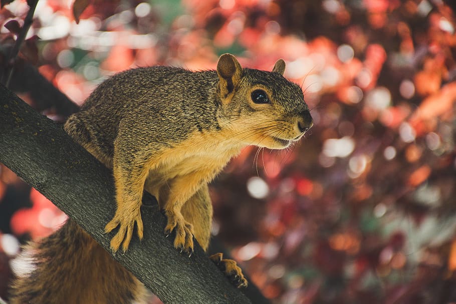 Squirrel, cute, little, rodent, tree, wildlife, animal, one animal HD wallpaper