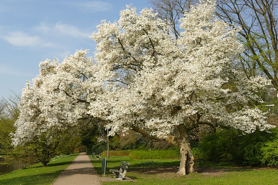 blossom, tree, spring, park, bank, relax, enjoy, nature, white HD wallpaper