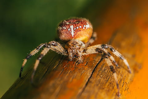 orange and brown spider, insect, arachnid, animal, invertebrate HD wallpaper