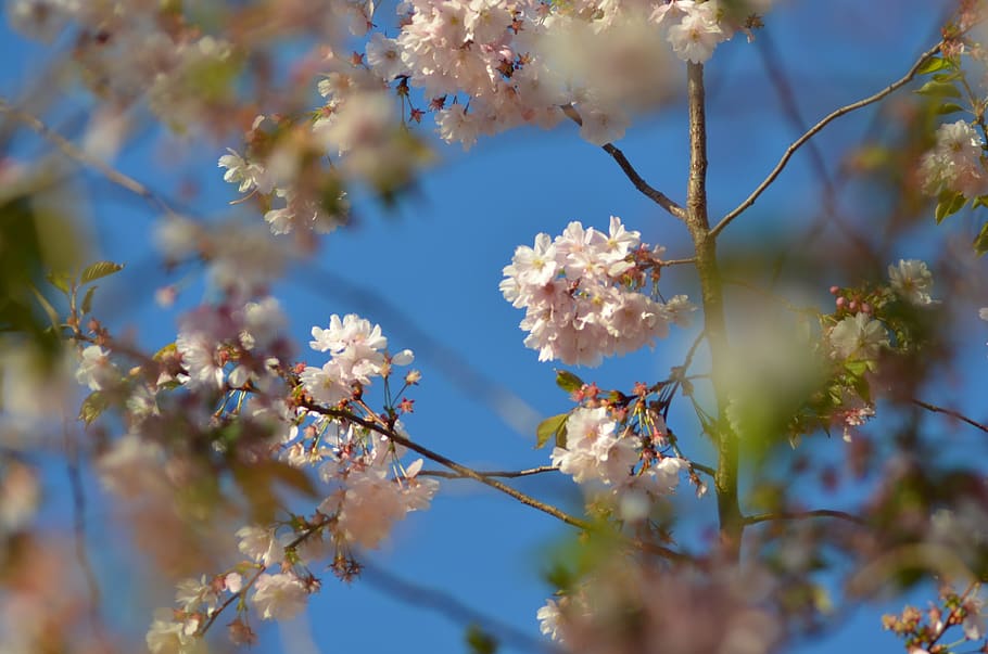 spring, cherry, tree, flowering, cherry blossom, cherry trees HD wallpaper