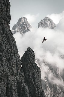 bird flying near mountain, hawk, eagle, cloud, fog, mist, black and white HD wallpaper