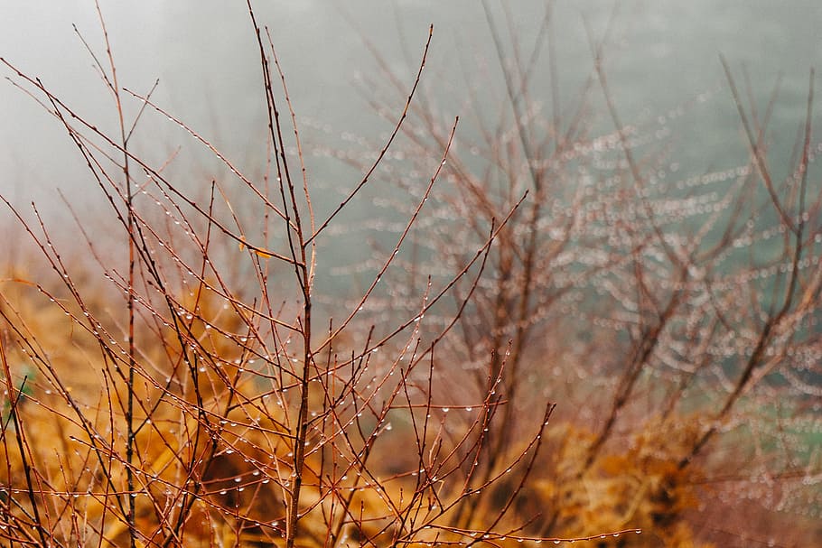 branches, dew, gray, orange, pink, plant, nature, no people HD wallpaper