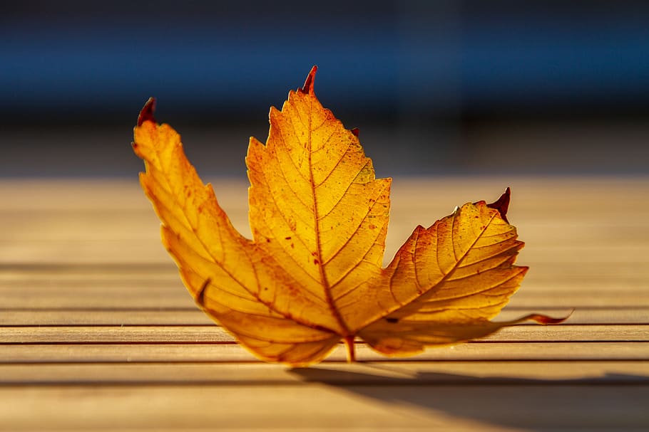 leaf, autumn leaf, fall foliage, fall color, nature, leaves HD wallpaper