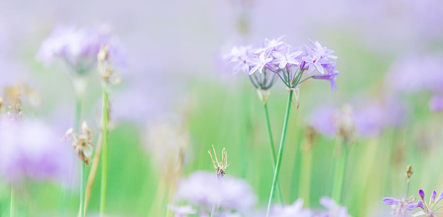 nature, green, leaf, blossom, flowers, plant, summer, spring HD wallpaper