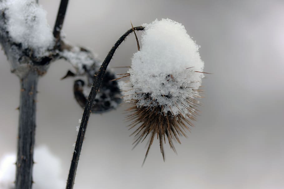 thistle, winter, snow, nature, plant, cold temperature, close-up HD wallpaper