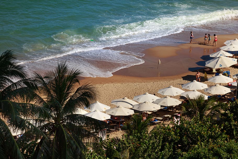 Bird's Eye View Of Beach During Daytime, coconut trees, daylight HD wallpaper