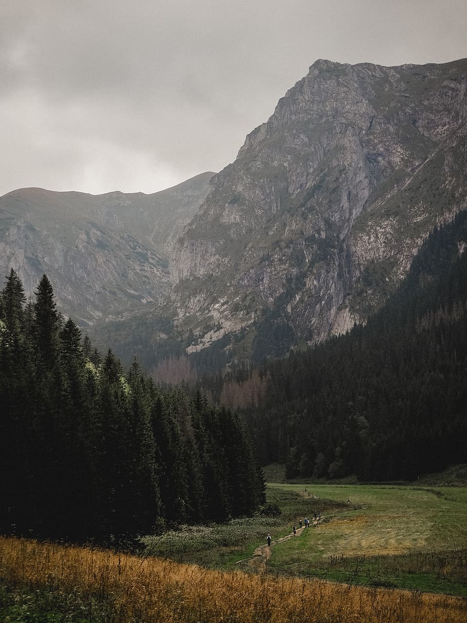 grass field near mountain, plant, tree, fir, abies, nature, conifer HD wallpaper