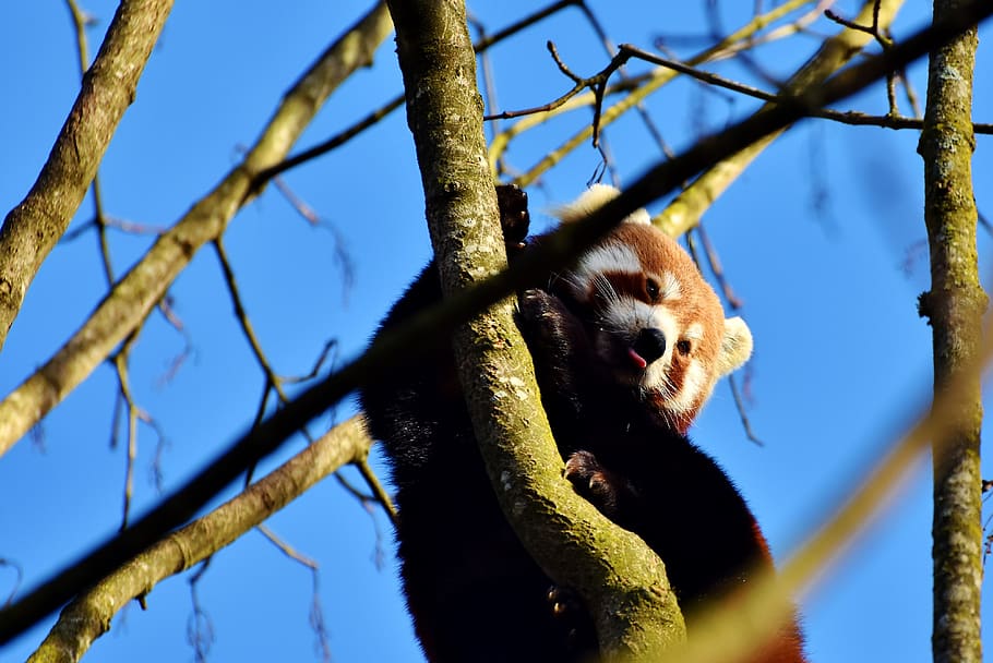 panda, panda bear, brown panda, mammal, cute, red panda, bamboo HD wallpaper