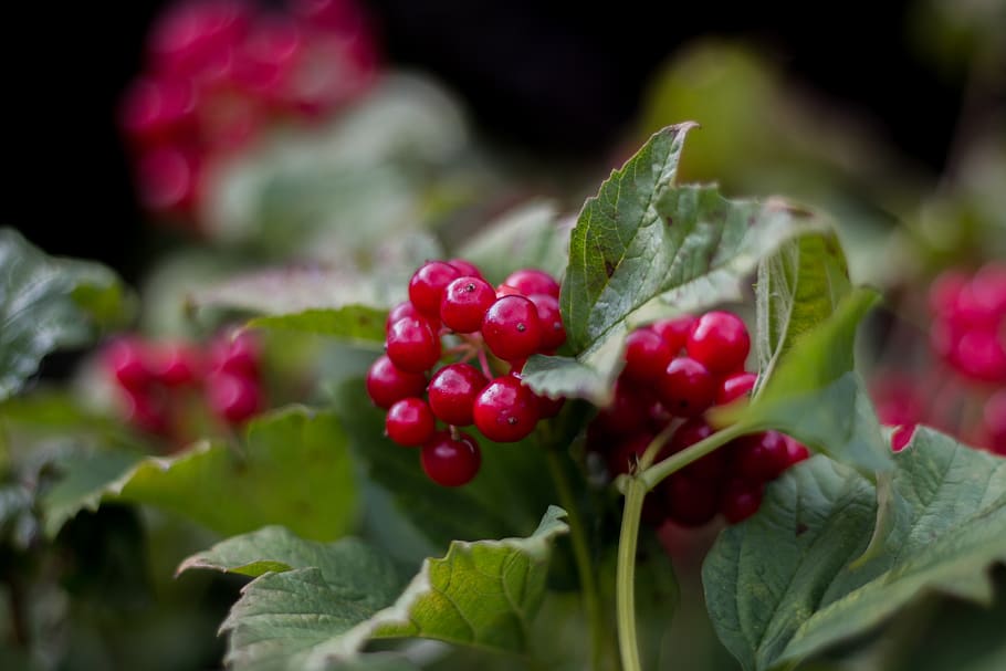 currant, red currant, leaves, summer, berries, fruits, leaf HD wallpaper