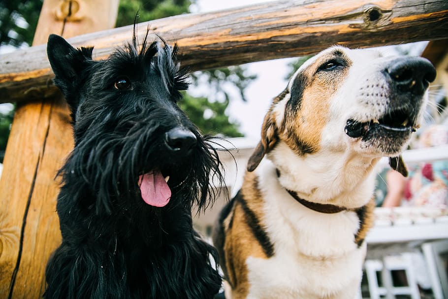 are wheaten scottish terriers rare