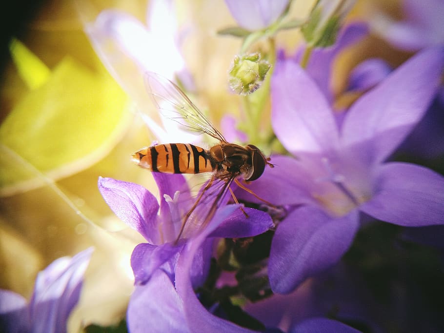 hoverfly, flower, insect, flowering plant, beauty in nature HD wallpaper