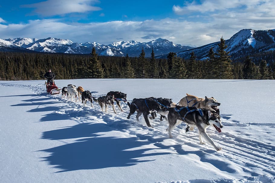 dogs, sled, team, dogsled, teamwork, winter, snow, frank, alaska