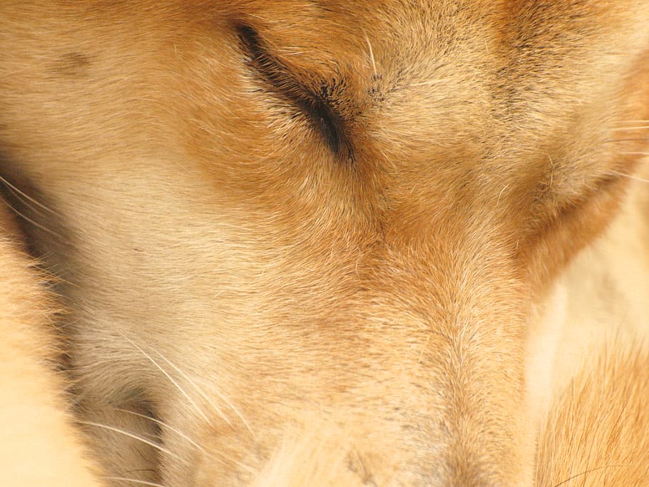 This Is A Close Up Of A Dingo Puppy Stock Photo - Download Image