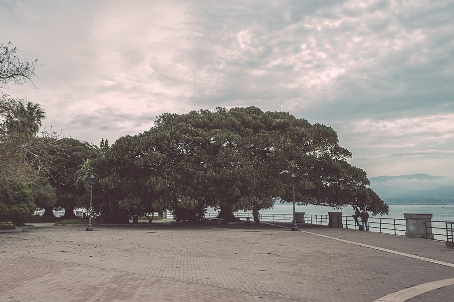 trees, sea, sicily, cloud - sky, plant, nature, beauty in nature HD wallpaper