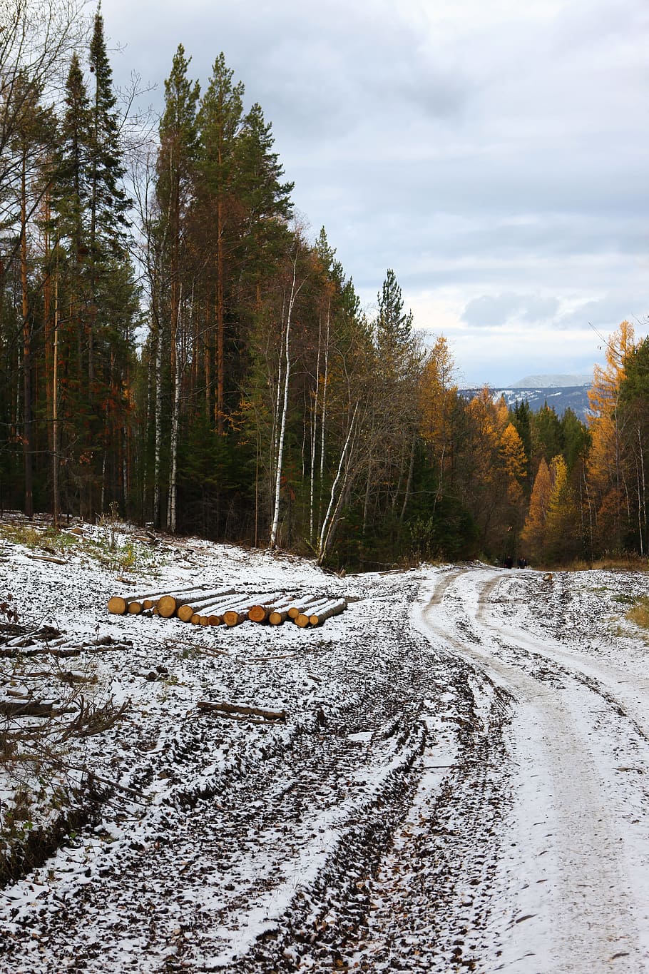 nature, landscape, road, trees, woods, winter, cold, snow, plant HD wallpaper