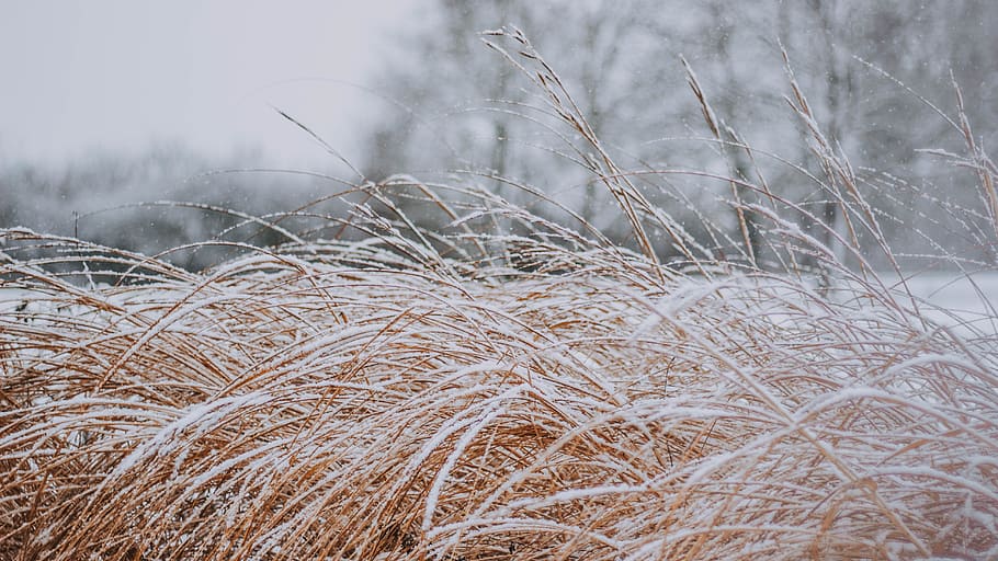 waving grass covered by snow during daytie, plant, lawn, reed
