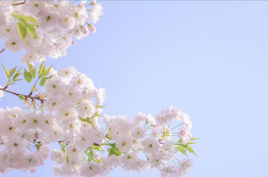 cherry blossom, pink, spring, beautiful, outdoor, flower, flowering plant HD wallpaper