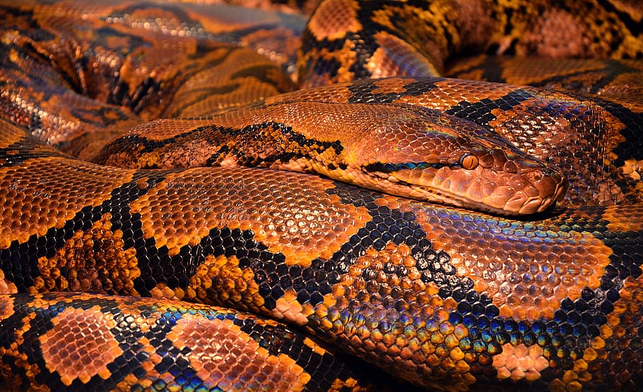 Brown and Black Snake, animal, close-up, python, wildlife, reptile HD wallpaper
