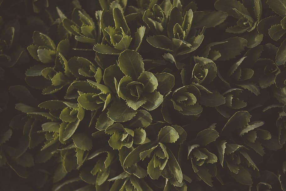 Green Leafy Plant, close-up, color, flora, fresh, growth, leaves HD wallpaper