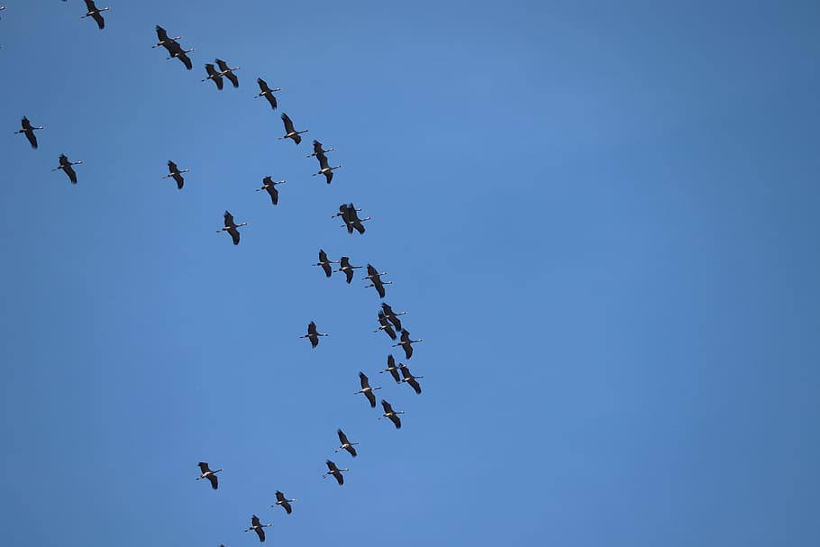 cranes, migratory birds, spring, return, flock of birds, nature HD wallpaper