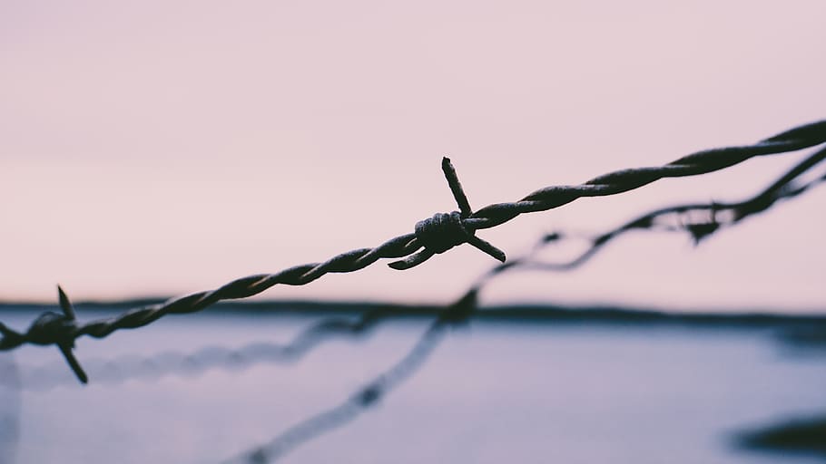 barb wires, security, sharp, fence, propery, protection, safety HD wallpaper