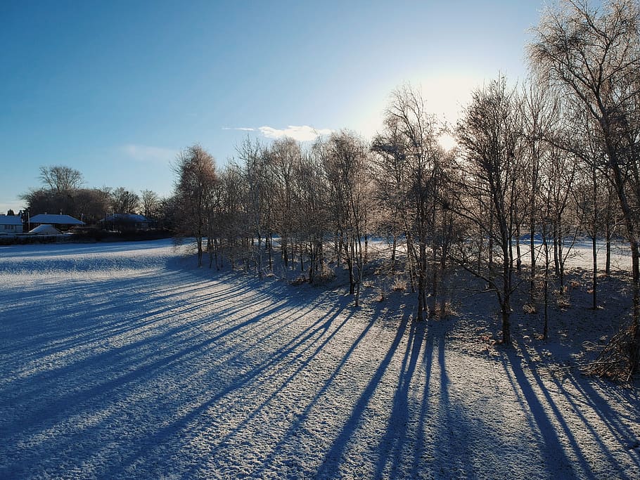 trees, landscape, drone, sun, winter, snow, ice, cold temperature HD wallpaper