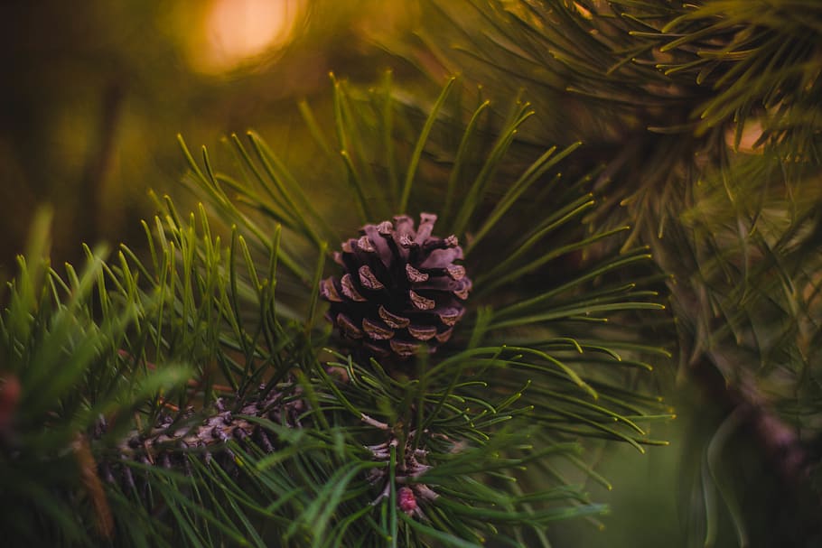 pine, cone, green, tree, plant, blur, nature, outdoor, growth HD wallpaper