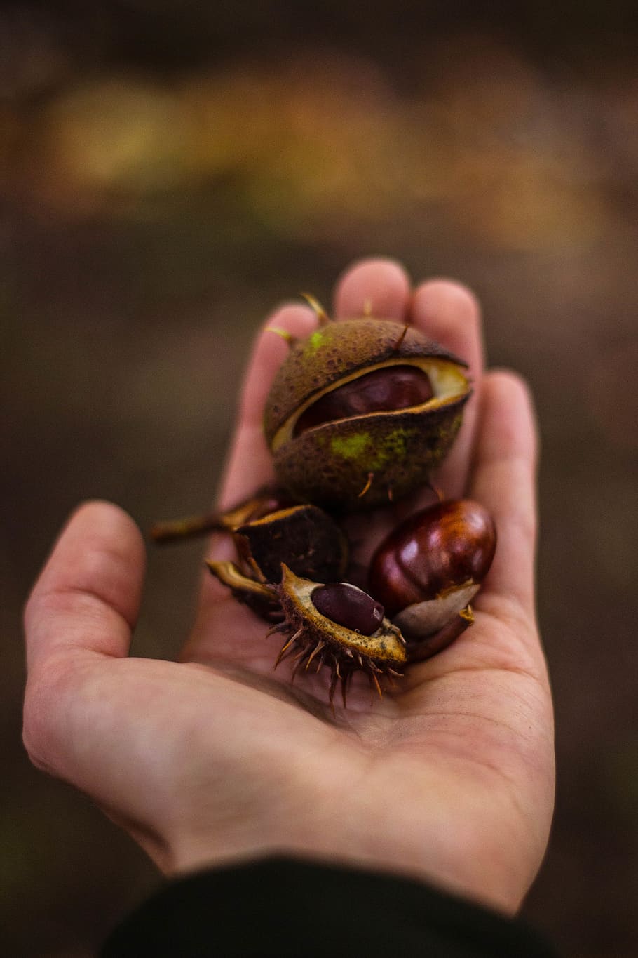 Round Brown Seed on Left Human Palm, chestnut, hand, human hand HD wallpaper