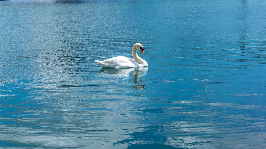 swan, water, blue, reflection, animal themes, animals in the wild HD wallpaper