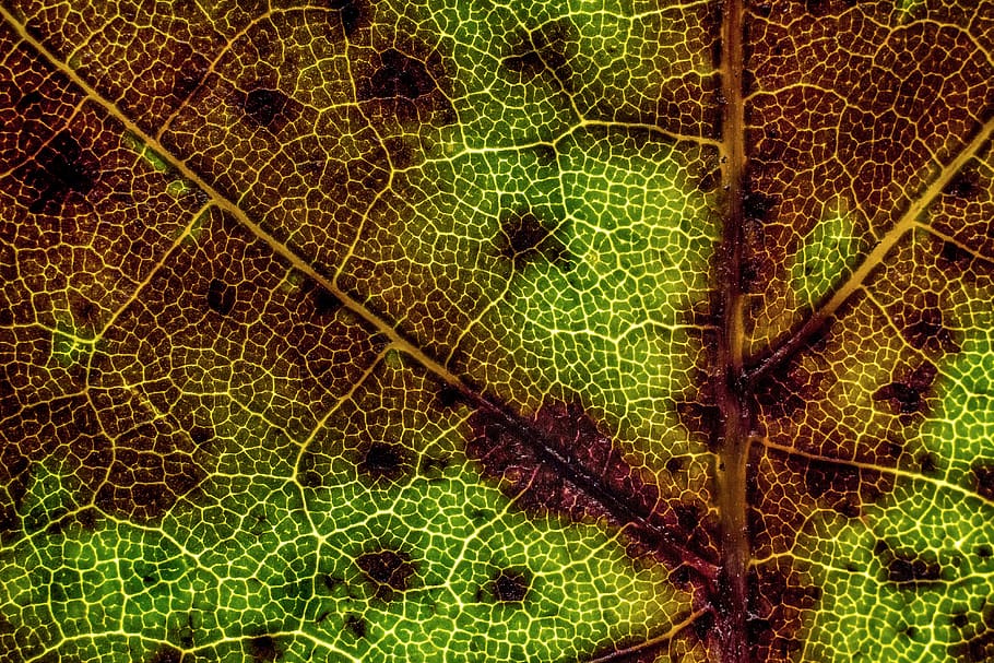 croatia, zagreb, texture, brown texture, nature, macro texture HD wallpaper