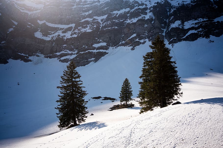 3 pine trees, plant, fir, abies, conifer, nature, outdoors, slope HD wallpaper