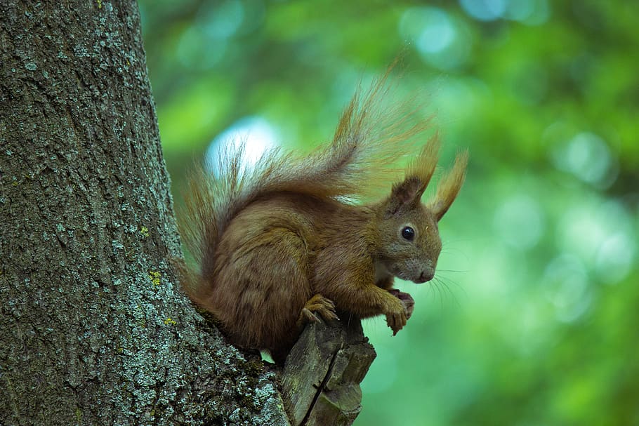 squirrel, tree, animal, rodent, nature, animal world, nager, HD wallpaper