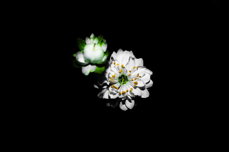 vietnam, hanoi, flowering plant, freshness, beauty in nature HD wallpaper