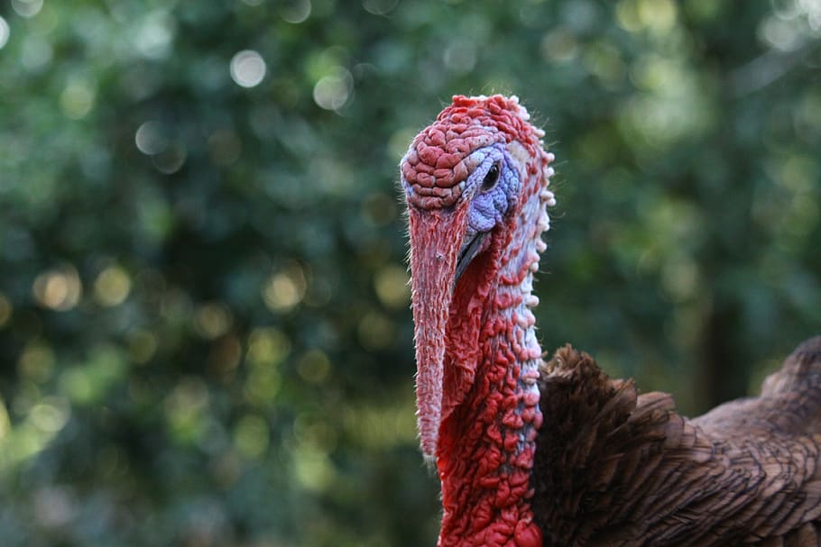 turkey, animals, backyard, bird, poultry, one animal, animal themes HD wallpaper